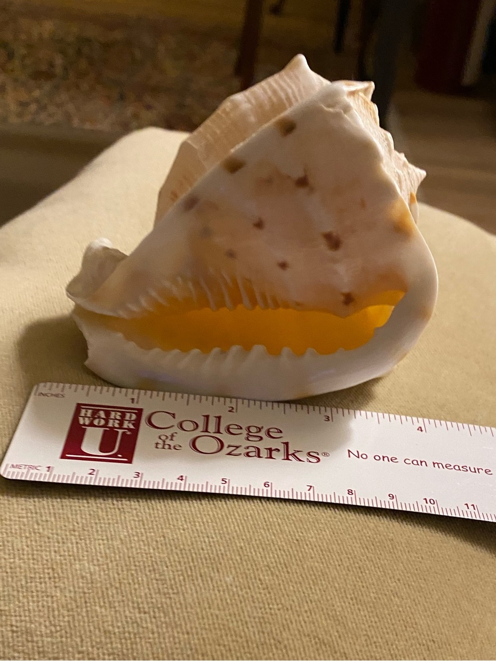 Conch Sea Shell • Accent Piece • Cream & Orange • Natural - Picture 4 of 5